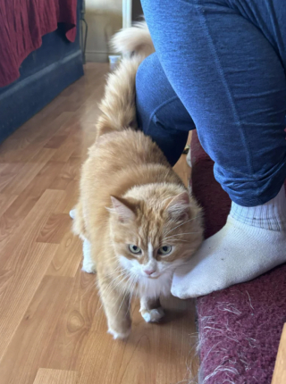 Illustration de l'article : Une visite au refuge pleine de tendresse finit en adoption surprise pour 2 sœurs félines âgées