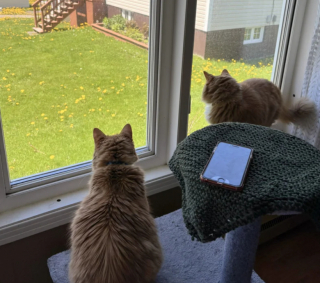 Illustration de l'article : Une visite au refuge pleine de tendresse finit en adoption surprise pour 2 sœurs félines âgées