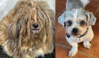 Illustration de l'article : Retrouvé dans un état déplorable, ce chien remporte un concours national grâce à ses sauveteurs