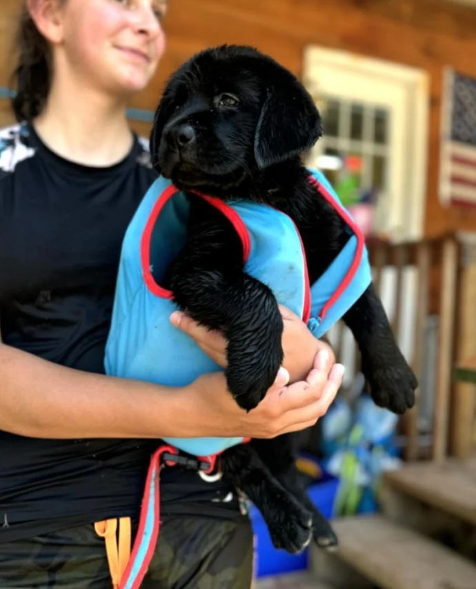 Une adorable Labrador découvre la nage pour la première fois (vidéo)