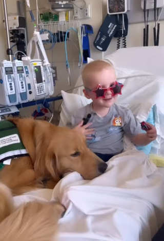 Illustration de l'article : Un chien aide un garçon de 2 ans atteint d’un cancer à retrouver le sourire (vidéo)