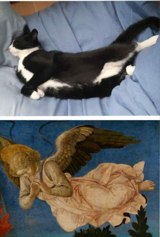 Illustration de l'article : 15 photos prouvant que les chats sont de véritables œuvres d’art