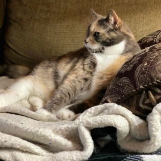 Illustration de l'article : 15 photos prouvant que les chats sont de véritables œuvres d’art