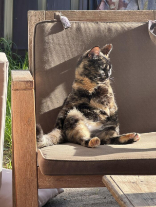 Illustration de l'article : 15 photos prouvant que les chats sont de véritables œuvres d’art