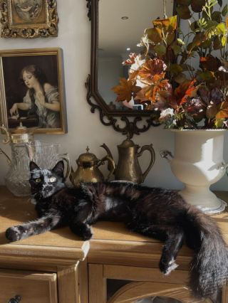 Illustration de l'article : 15 photos prouvant que les chats sont de véritables œuvres d’art
