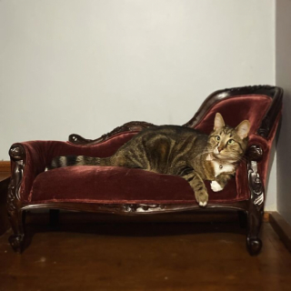Illustration de l'article : 15 photos prouvant que les chats sont de véritables œuvres d’art