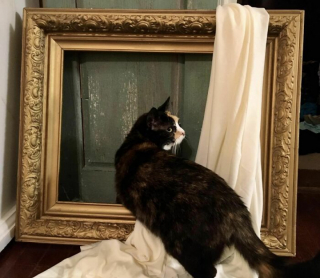 Illustration de l'article : 15 photos prouvant que les chats sont de véritables œuvres d’art