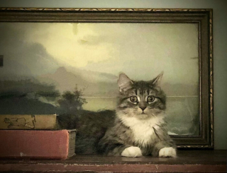 Illustration de l'article : 15 photos prouvant que les chats sont de véritables œuvres d’art