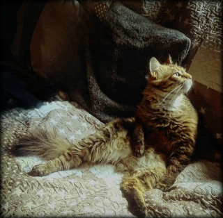 Illustration de l'article : 15 photos prouvant que les chats sont de véritables œuvres d’art