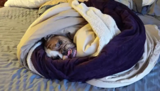 Illustration de l'article : 13 chiens qui prouvent que la vie est meilleure sous une couverture moelleuse