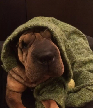 Illustration de l'article : 13 chiens qui prouvent que la vie est meilleure sous une couverture moelleuse