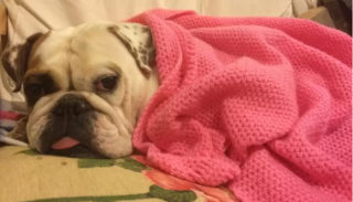 Illustration de l'article : 13 chiens qui prouvent que la vie est meilleure sous une couverture moelleuse