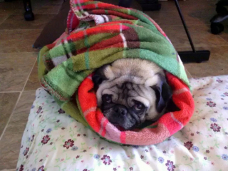 Illustration de l'article : 13 chiens qui prouvent que la vie est meilleure sous une couverture moelleuse