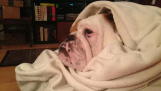 Illustration de l'article : 13 chiens qui prouvent que la vie est meilleure sous une couverture moelleuse