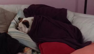 Illustration de l'article : 13 chiens qui prouvent que la vie est meilleure sous une couverture moelleuse