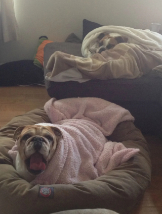 Illustration de l'article : 13 chiens qui prouvent que la vie est meilleure sous une couverture moelleuse