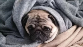 Illustration de l'article : 13 chiens qui prouvent que la vie est meilleure sous une couverture moelleuse