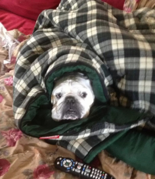 Illustration de l'article : 13 chiens qui prouvent que la vie est meilleure sous une couverture moelleuse