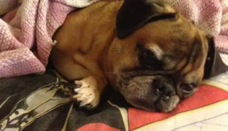 Illustration de l'article : 13 chiens qui prouvent que la vie est meilleure sous une couverture moelleuse