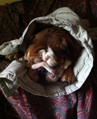 Illustration de l'article : 13 chiens qui prouvent que la vie est meilleure sous une couverture moelleuse