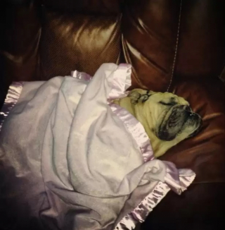 Illustration de l'article : 13 chiens qui prouvent que la vie est meilleure sous une couverture moelleuse