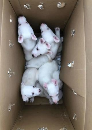 Illustration de l'article : Des bénévoles trouvent une boîte abandonnée contenant des chiots malvoyants et malentendants