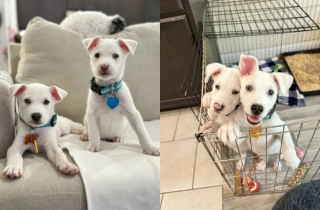 Illustration de l'article : Des bénévoles trouvent une boîte abandonnée contenant des chiots malvoyants et malentendants