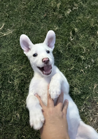 Illustration de l'article : Des bénévoles trouvent une boîte abandonnée contenant des chiots malvoyants et malentendants