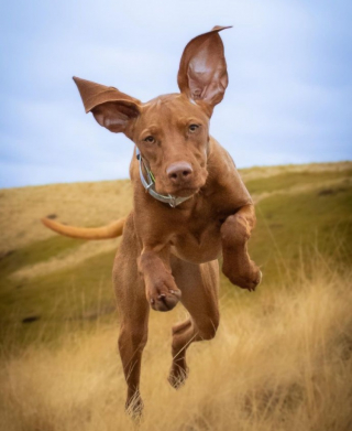 Illustration de l'article : Une propriétaire simule un cambriolage pour voir la réaction de sa chienne (vidéo)