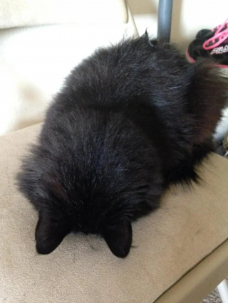 Illustration de l'article : 10 photos de chats qui dorment la tête contre le sol