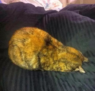 Illustration de l'article : 10 photos de chats qui dorment la tête contre le sol