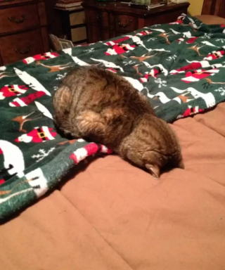 Illustration de l'article : 10 photos de chats qui dorment la tête contre le sol