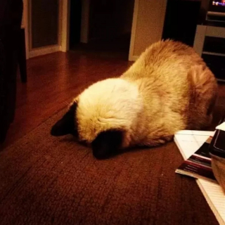 Illustration de l'article : 10 photos de chats qui dorment la tête contre le sol