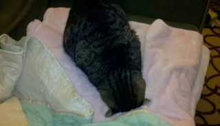 Illustration de l'article : 10 photos de chats qui dorment la tête contre le sol