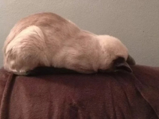 Illustration de l'article : 10 photos de chats qui dorment la tête contre le sol