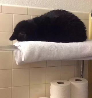 Illustration de l'article : 10 photos de chats qui dorment la tête contre le sol