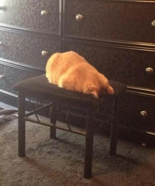 Illustration de l'article : 10 photos de chats qui dorment la tête contre le sol