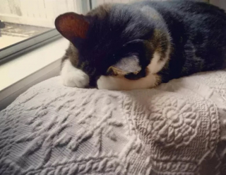 Illustration de l'article : 10 photos de chats qui dorment la tête contre le sol