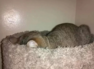 Illustration de l'article : 10 photos de chats qui dorment la tête contre le sol