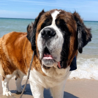 Illustration de l'article : Un Saint-Bernard têtu refuse d’entrer chez le vétérinaire et finit par recevoir des soins en plein air (vidéo)