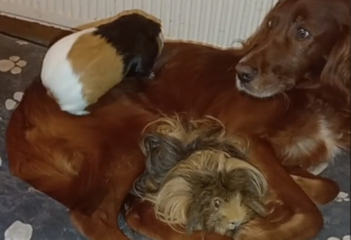 Illustration de l'article : Faisant preuve d’un étonnant instinct maternel, ce Setter Irlandais prend soin de 5 cochons d’Inde comme s’ils étaient ses bébés (vidéo)