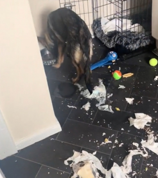 Illustration de l'article : Un chiot laissé seul à la maison saccage la cuisine pendant l’absence de ses propriétaires (vidéo)