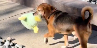 Illustration de l'article : Un Beagle sauvé d’un laboratoire réapprend à vivre dans un foyer aimant