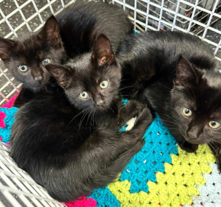 Illustration de l'article : Grâce au bon cœur du personnel d’une usine de confiserie, une adorable famille féline trouve enfin la sécurité et le bonheur