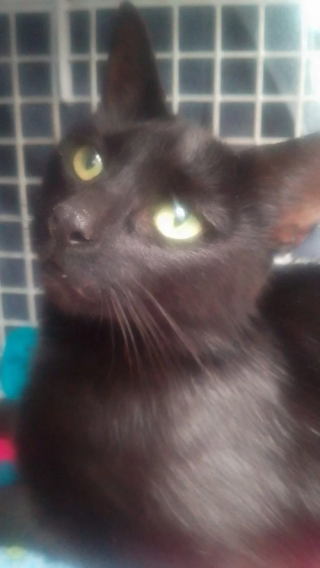 Illustration de l'article : Grâce au bon cœur du personnel d’une usine de confiserie, une adorable famille féline trouve enfin la sécurité et le bonheur