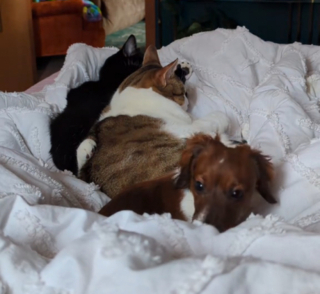 Illustration de l'article : Ce Teckel élevé par des chats semble avoir oublié qu’il était un chien (vidéo)