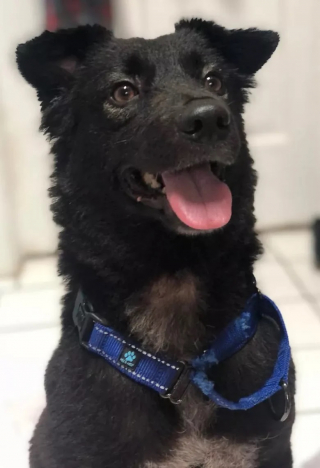 Illustration de l'article : Une chienne lourdement handicapée garde le sourire et cherche sa future famille pour la vie (vidéo)