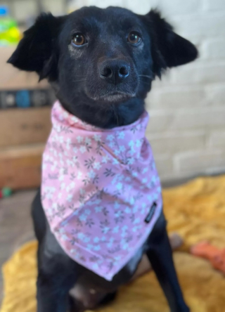 Illustration de l'article : Une chienne lourdement handicapée garde le sourire et cherche sa future famille pour la vie (vidéo)