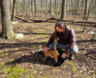 Illustration de l'article : Dans une location de vacances, un chat s’est improvisé guide de maison et les visiteurs l’adorent