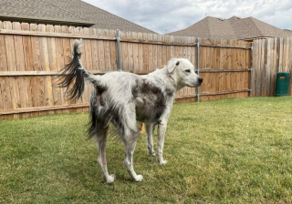 Illustration de l'article : À cause d’une affection cutanée, le pelage de ce chien noir est devenu entièrement blanc en quelques années
